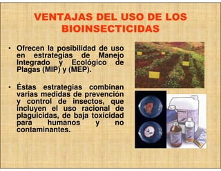 VENTAJAS DEL USO DE LOS
           BIOINSECTICIDAS
• Ofrecen la posibilidad de uso
  en estrategias de Manejo
  Integrado y Ecológico de
  Plagas (MIP) y (MEP).

• Éstas estrategias combinan
  varias medidas de prevención
  y control de insectos, que
  incluyen el uso racional de
  plaguicidas, de baja toxicidad
  para     humanos      y     no
  contaminantes.
 