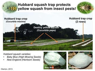 Hubbard squash trap protects
yellow squash from insect pests!
Hubbard trap crop
(Cucurbita maxima)
Hubbard trap crop
(2 rows)
Destiny yellow squash
(Cucurbita pepo)
Hubbard squash varieties:
• Baby Blue (High Mowing Seeds)
• New England (Heirloom Seeds)
Baby Blue New England
Clanton, 2013
 