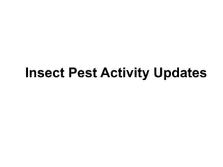 Insect Pest Activity Updates
 