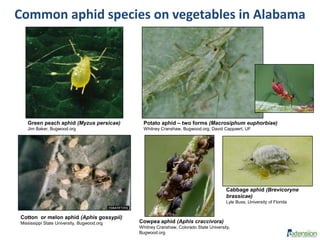 Common aphid species on vegetables in Alabama
Green peach aphid (Myzus persicae)
Jim Baker, Bugwood.org
Potato aphid – two forms (Macrosiphum euphorbiae)
Whitney Cranshaw, Bugwood.org; David Cappaert, UF
Cotton or melon aphid (Aphis gossypii)
Mississippi State University, Bugwood.org Cowpea aphid (Aphis craccivora)
Whitney Cranshaw, Colorado State University,
Bugwood.org
Cabbage aphid (Brevicoryne
brassicae)
Lyle Buss, University of Florida
 