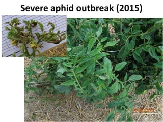 Severe aphid outbreak (2015)
 