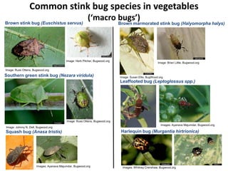Common stink bug species in vegetables
(‘macro bugs’)Brown stink bug (Euschistus servus)
Image: Russ Ottens, Bugwood.org
Image: Herb Pilcher, Bugwood.org
Southern green stink bug (Nezara viridula)
Image: Russ Ottens, Bugwood.org
Image: Johnny N. Dell, Bugwood.org
Brown marmorated stink bug (Halyomorpha halys)
Image: Susan Ellis, BugWood.org
Image: Brian Little, Bugwood.org
Leaffooted bug (Leptoglossus spp.)
Images: Ayanava Majumdar, Bugwood.org
Squash bug (Anasa tristis)
Images: Ayanava Majumdar, Bugwood.org
Harlequin bug (Murgantia hirtrionica)
Images: Whitney Crenshaw, Bugwood.org
 