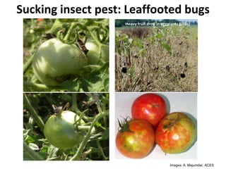 Sucking insect pest: Leaffooted bugs
Images: A. Majumdar, ACES
Heavy fruit drop in eggplants (LFBs)
 
