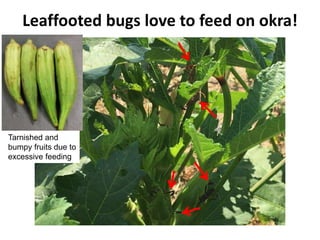 Leaffooted bugs love to feed on okra!
Tarnished and
bumpy fruits due to
excessive feeding
 