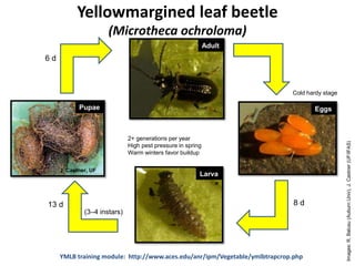 J. Castner, UF
8 d13 d
(3–4 instars)
6 d
Yellowmargined leaf beetle
(Microtheca ochroloma)
Adult
Eggs
Larva
Pupae
Cold hardy stage
2+ generations per year
High pest pressure in spring
Warm winters favor buildup
Images:R.Balusu(AuburnUniv),J.Castner(UF/IFAS)
YMLB training module: http://www.aces.edu/anr/ipm/Vegetable/ymlbtrapcrop.php
 