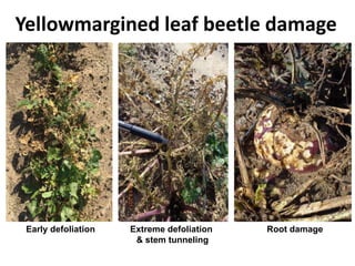 Yellowmargined leaf beetle damage
Early defoliation Extreme defoliation
& stem tunneling
Root damage
 