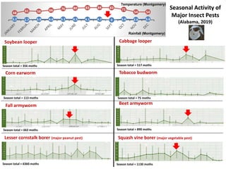 5.2 1.7 3.9 4.6 5.1 4.5 4.1 4.7 0 5.6 2.6 5.6
48
61 58 66 76 80 83 84 83 71
54 54
Seasonal Activity of
Major Insect Pests
(Alabama, 2019)
Soybean looper Cabbage looper
Tobacco budworm
Fall armyworm Beet armyworm
Lesser cornstalk borer (major peanut pest) Squash vine borer (major vegetable pest)
Corn earworm
Season total = 890 moths
Rainfall (Montgomery)
Temperature (Montgomery)
Season total = 517 moths
Season total = 113 moths
Season total = 662 moths
Season total = 6360 moths
Season total = 356 moths
Season total = 1130 moths
Season total = 75 moths
 