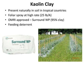 Kaolin Clay
• Present naturally in soil in tropical countries
• Foliar spray at high rate (25 lb/A)
• OMRI approved – Surround WP (95% clay)
• Feeding deterrent
 