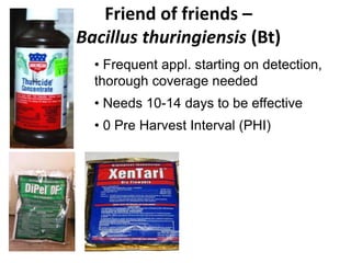 Friend of friends –
Bacillus thuringiensis (Bt)
• Frequent appl. starting on detection,
thorough coverage needed
• Needs 10-14 days to be effective
• 0 Pre Harvest Interval (PHI)
 