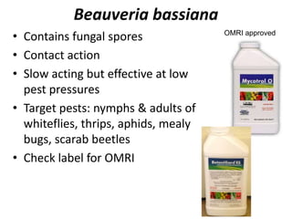 Beauveria bassiana
• Contains fungal spores
• Contact action
• Slow acting but effective at low
pest pressures
• Target pests: nymphs & adults of
whiteflies, thrips, aphids, mealy
bugs, scarab beetles
• Check label for OMRI
OMRI approved
 