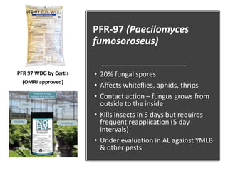 PFR-97 (Paecilomyces
fumosoroseus)
• 20% fungal spores
• Affects whiteflies, aphids, thrips
• Contact action – fungus grows from
outside to the inside
• Kills insects in 5 days but requires
frequent reapplication (5 day
intervals)
• Under evaluation in AL against YMLB
& other pests
PFR 97 WDG by Certis
(OMRI approved)
 