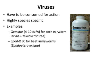 Viruses
• Have to be consumed for action
• Highly species specific
• Examples:
– Gemstar (4-10 oz/A) for corn earworm
larvae (Helicoverpa zea)
– Spod-X LC for beet armyworms
(Spodoptera exigua)
 