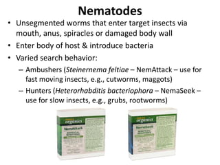 Nematodes
• Unsegmented worms that enter target insects via
mouth, anus, spiracles or damaged body wall
• Enter body of host & introduce bacteria
• Varied search behavior:
– Ambushers (Steinernema feltiae – NemAttack – use for
fast moving insects, e.g., cutworms, maggots)
– Hunters (Heterorhabditis bacteriophora – NemaSeek –
use for slow insects, e.g., grubs, rootworms)
 