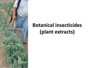 Botanical insecticides
(plant extracts)
 