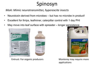 MoA: Mimic neurotransmitter, hyperexcite insects
Entrust: For organic producers
Spinosyn
• Neurotoxin derived from microbes – but has no microbe in product!
• Excellent for thrips, leafminer, caterpillar control with 1 day PHI
• May move into leaf surface with spreader – longer persistence
Monterey may require more
applications
 