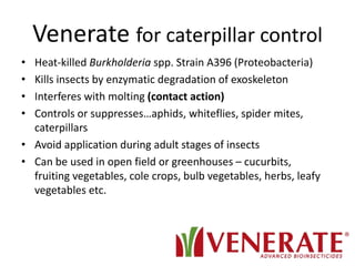 Venerate for caterpillar control
• Heat-killed Burkholderia spp. Strain A396 (Proteobacteria)
• Kills insects by enzymatic degradation of exoskeleton
• Interferes with molting (contact action)
• Controls or suppresses…aphids, whiteflies, spider mites,
caterpillars
• Avoid application during adult stages of insects
• Can be used in open field or greenhouses – cucurbits,
fruiting vegetables, cole crops, bulb vegetables, herbs, leafy
vegetables etc.
 