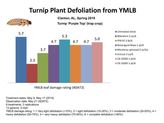 Turnip Plant Defoliation from YMLB
0.0 0.0 0.0 0.0 0.0 0.0 0.0 0.0
YMLB leaf damage rating (3DAT3)
Untreated check
Bifenthrin 2 oz/A (3 weekly appl)
PFR-97 2 lb/A (3 weekly appl)
Botanigard Maxx 1 qt/A (3 weekly appl)
Pyganic 16 ozA, Leap 2 qt/A, Pyganic 16 oz/A
Azera 32 oz/A, Xentari 1.5 lb/A, Azera 32 oz/A
Monterey spinosad 2 oz/Ga (3 weekly application)
Entrust 1 oz/A (3 weekly appl)
Clanton, AL, Spring 2019
Turnip ‘Purple Top’ (trap crop)
a b b b b b b b
5.7
2.3
3.7
4.7
5.3
4.7 4.7
5.0
YMLB leaf damage rating (4DAT3)
Untreated check
Bifenthrin 2 oz/A
PFR-97 2 lb/A
Botanigard Maxx 1 qt/A
Monterey spinosad 2 oz/Ga
Entrust 2 oz/A
CX-10282 1 pt/A
CX-10285 1 pt/A
Treatment dates: May 9, May 17 (2019)
Observation date: May 21 (4DAT2)
8 treatments, 3 replications
13 ga/acre, 4 mph
YMLB damage rating: 1 = Very light defoliation (<10%), 2 = light defoliation (10-30%), 3 = moderate defoliation (30-50%), 4 =
heavy defoliation (50-70%), 5 = very heavy defoliation (70-90%), 6 = complete defoliation (>90%)
 