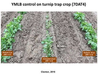 Clanton, 2016
YMLB control on turnip trap crop (7DAT4)
Entrust 3 oz
(DR = 2.7)
Untreated check
(DR = 4.3)
PyGanic 18 oz
(DR = 2.3)
 