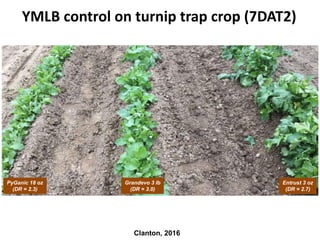 Clanton, 2016
YMLB control on turnip trap crop (7DAT2)
PyGanic 18 oz
(DR = 2.3)
Grandevo 3 lb
(DR = 3.0)
Entrust 3 oz
(DR = 2.7)
 