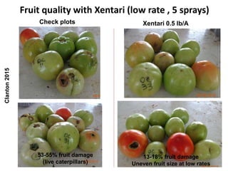 Fruit quality with Xentari (low rate , 5 sprays)
Check plots Xentari 0.5 lb/A
13-18% fruit damage
Uneven fruit size at low rates
Clanton2015
53-55% fruit damage
(live caterpillars)
 