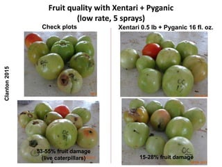 Fruit quality with Xentari + Pyganic
(low rate, 5 sprays)
Check plots Xentari 0.5 lb + Pyganic 16 fl. oz.
Clanton2015
53-55% fruit damage
(live caterpillars) 15-28% fruit damage
 