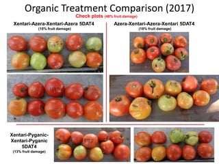 Organic Treatment Comparison (2017)
Check plots (48% fruit damage)
Xentari-Azera-Xentari-Azera 5DAT4
(10% fruit damage)
Azera-Xentari-Azera-Xentari 5DAT4
(18% fruit damage)
Xentari-Pyganic-
Xentari-Pyganic
5DAT4
(13% fruit damage)
 