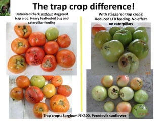 The trap crop difference!
Untreated check without staggered
trap crop: Heavy leaffooted bug and
caterpillar feeding
Trap crops: Sorghum NK300, Peredovik sunflower
With staggered trap crops:
Reduced LFB feeding. No effect
on caterpillars
 
