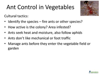 Ant Control in Vegetables
Cultural tactics:
• Identify the species – fire ants or other species?
• How active is the colony? Area infested?
• Ants seek heat and moisture, also follow aphids
• Ants don’t like mechanical or foot traffic
• Manage ants before they enter the vegetable field or
garden
 