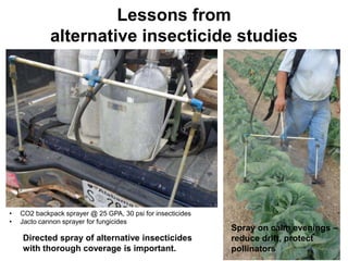 Lessons from
alternative insecticide studies
Directed spray of alternative insecticides
with thorough coverage is important.
Spray on calm evenings –
reduce drift, protect
pollinators
• CO2 backpack sprayer @ 25 GPA, 30 psi for insecticides
• Jacto cannon sprayer for fungicides
 
