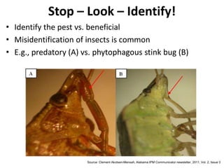 Stop – Look – Identify!
• Identify the pest vs. beneficial
• Misidentification of insects is common
• E.g., predatory (A) vs. phytophagous stink bug (B)
Source: Clement Akotsen-Mensah, Alabama IPM Communicator newsletter, 2011, Vol. 2, Issue 3
 