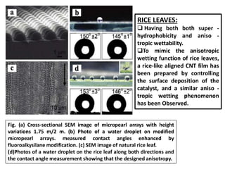 Fig. (a) Cross-sectional SEM image of micropearl arrays with height
variations 1.75 m/2 m. (b) Photo of a water droplet on modified
micropearl arrays. measured contact angles enhanced by
fluoroalkysilane modification. (c) SEM image of natural rice leaf.
(d)Photos of a water droplet on the rice leaf along both directions and
the contact angle measurement showing that the designed anisotropy.
RICE LEAVES:
 Having both both super -
hydrophobicity and aniso -
tropic wettability.
To mimic the anisotropic
wetting function of rice leaves,
a rice-like aligned CNT film has
been prepared by controlling
the surface deposition of the
catalyst, and a similar aniso -
tropic wetting phenomenon
has been Observed.
 