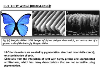 BUTTERFLY WINGS (IRIDESCENCE):
Fig. (a) Morpho didius. SEM images of (b) an oblique view and (c) a cross-section of a
ground scale of the butterfly Morpho didius
 Colors in nature are created by pigmentation, structural color (iridescence),
or a combination of both.
 Results from the interaction of light with highly precise and sophisticated
architectures, which has many characteristics that are not accessible using
pigmentation.
 