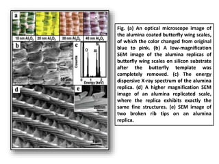 Fig. (a) An optical microscope image of
the alumina coated butterfly wing scales,
of which the color changed from original
blue to pink. (b) A low-magnification
SEM image of the alumina replicas of
butterfly wing scales on silicon substrate
after the butterfly template was
completely removed. (c) The energy
dispersive X-ray spectrum of the alumina
replica. (d) A higher magnification SEM
image of an alumina replicated scale,
where the replica exhibits exactly the
same fine structures. (e) SEM image of
two broken rib tips on an alumina
replica.
 
