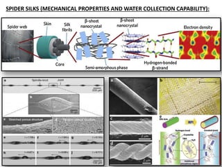 SPIDER SILKS (MECHANICAL PROPERTIES AND WATER COLLECTION CAPABILITY):
 