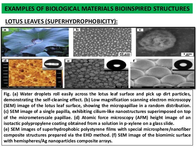 Bio inspired materials ppt