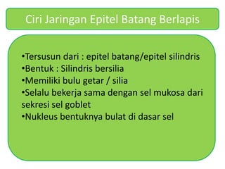 Ciri Jaringan Epitel Batang Berlapis
•Tersusun dari : epitel batang/epitel silindris
•Bentuk : Silindris bersilia
•Memiliki bulu getar / silia
•Selalu bekerja sama dengan sel mukosa dari
sekresi sel goblet
•Nukleus bentuknya bulat di dasar sel