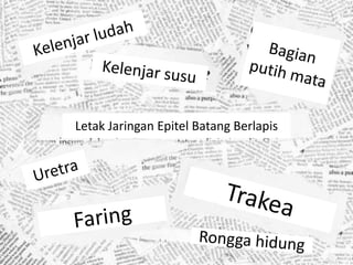 Letak Jaringan Epitel Batang Berlapis