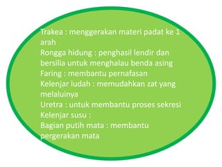 Trakea : menggerakan materi padat ke 1
arah
Rongga hidung : penghasil lendir dan
bersilia untuk menghalau benda asing
Faring : membantu pernafasan
Kelenjar ludah : memudahkan zat yang
melaluinya
Uretra : untuk membantu proses sekresi
Kelenjar susu :
Bagian putih mata : membantu
pergerakan mata