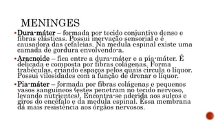 Dura-máter – formada por tecido conjuntivo denso e
fibras elásticas. Possui inervação sensorial e é
causadora das cefaleias. Na medula espinal existe uma
camada de gordura envolvendo-a.
Aracnoide – fica entre a dura-máter e a pia-máter. É
delicada e composta por fibras colágenas. Forma
trabéculas, criando espaços pelos quais circula o líquor.
Possui vilosidades com a função de drenar o líquor.
Pia-máter – formada por fibras colágenas e pequenos
vasos sanguíneos (estes penetram no tecido nervoso,
levando nutrientes). Encontra-se aderida aos sulcos e
giros do encéfalo e da medula espinal. Essa membrana
dá mais resistência aos órgãos nervosos.
 