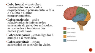 Lobo frontal – controla o
movimento dos músculos
esqueléticos, o pensamento, a fala
e o olfato e alguns
comportamentos.
Lobos parietais – estão
relacionados às informações
sensoriais da pele, dos músculos,
articulações e tendões e dos
botões gustativos.
Lobos temporais – estão ligados à
audição e à memória.
Lobos occipitais – estão
associados ao controle da visão.
 