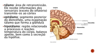 tálamo: área de retransmissão.
Ele recebe informações dos
sensoriais (exceto do olfatório)
transmite-os ao córtex
epitálamo: segmento posterior
do diencéfalo, uma evaginação
tálamo que forma a glândula
hipotálamo: região relacionada
a processos e reações
temperatura do corpo, balanço
apetite, bem como à secreção
da hipófise.
 