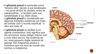  A glândula pineal é conhecida como
“terceiro olho” devido à sua localização
– na parte central do cérebro, entre as
sobrancelhas – e também pela sua
sensibilidade à luz. Além disso,
a glândula pineal é considerada por
algumas tradições esotéricas um meio
de contato com o mundo espiritual, “o
olho que tudo vê”.
 A glândula pineal ou epífise é um
agente cronobiótico. Isso significa que
ela sincroniza nosso relógio interno com
o ciclo claro-escuro. Na ausência de
luz, esse pequeno órgão cerebral de
apenas 120 miligramas produz o
hormônio que nos leva ao mundo dos
sonhos: a melatonina.
 