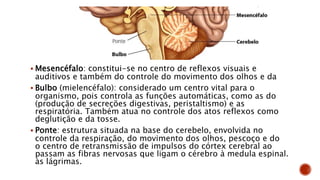  Mesencéfalo: constitui-se no centro de reflexos visuais e
auditivos e também do controle do movimento dos olhos e da
 Bulbo (mielencéfalo): considerado um centro vital para o
organismo, pois controla as funções automáticas, como as do
(produção de secreções digestivas, peristaltismo) e as
respiratória. Também atua no controle dos atos reflexos como
deglutição e da tosse.
 Ponte: estrutura situada na base do cerebelo, envolvida no
controle da respiração, do movimento dos olhos, pescoço e do
o centro de retransmissão de impulsos do córtex cerebral ao
passam as fibras nervosas que ligam o cérebro à medula espinal.
às lágrimas.
 