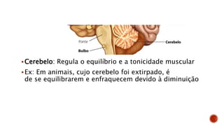 Cerebelo: Regula o equilíbrio e a tonicidade muscular
Ex: Em animais, cujo cerebelo foi extirpado, é
de se equilibrarem e enfraquecem devido à diminuição
 