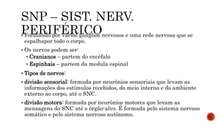  Formando por vários gânglios nervosos e uma rede nervosa que se
espalhapor todo o corpo.
 Os nervos podem ser:
 Cranianos – partem do encéfalo
 Espinhais – partem da medula espinal
 Tipos de nervos:
 divisão sensorial: formada por neurônios sensoriais que levam as
informações dos estímulos recebidos, do meio interno e do ambiente
externo ao corpo, até o SNC.
 divisão motora: formada por neurônios motores que levam as
mensagens do SNC até o órgão-alvo. É formada pelo sistema nervoso
somático e pelo sistema nervoso autônomo.
 