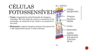  Cones: responsáveis pela formação de imagens
coloridas. Há três tipos de cones: os sensíveis à luz
vermelha, os sensíveis à luz verde e os sensíveis à
luz azul.
 Bastonetes: captam imagens mesmo com pouca luz
e são importantes para a visão noturna.
 
