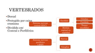 Dorsal
Protegido por caixa
craniana
Dividido em:
Central e Perfiférico
Encéfalo
Medula
espinal ou
espinhal
Nervos
Gânglios
Sistema nervoso
central (SNC)
Sistema nervoso
periférico
( SNP)
Cérebro
Cerebelo
Tronco
encefálico
 