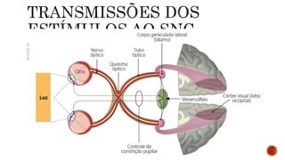 Sistema Nervoso e Sensorial.pptx