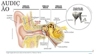 Sistema Nervoso e Sensorial.pptx
