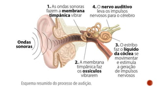 Sistema Nervoso e Sensorial.pptx